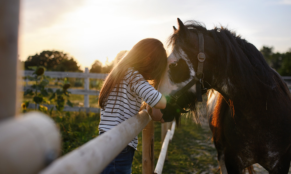 Horses: a Bridge to Healing?